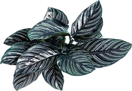 leaf-bg